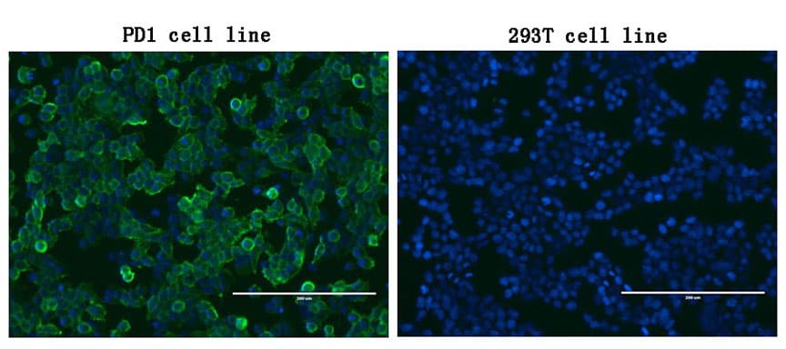 PDCD1 / CD279 / PD-1 Antibody (clone OTI26C4)