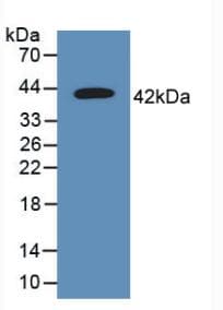 CD63 Antibody (aa103-203)