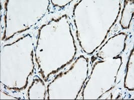 TTC32 Antibody (clone OTI2B9)