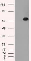 LTA4H / LTA4 Antibody (clone OTI2C5)