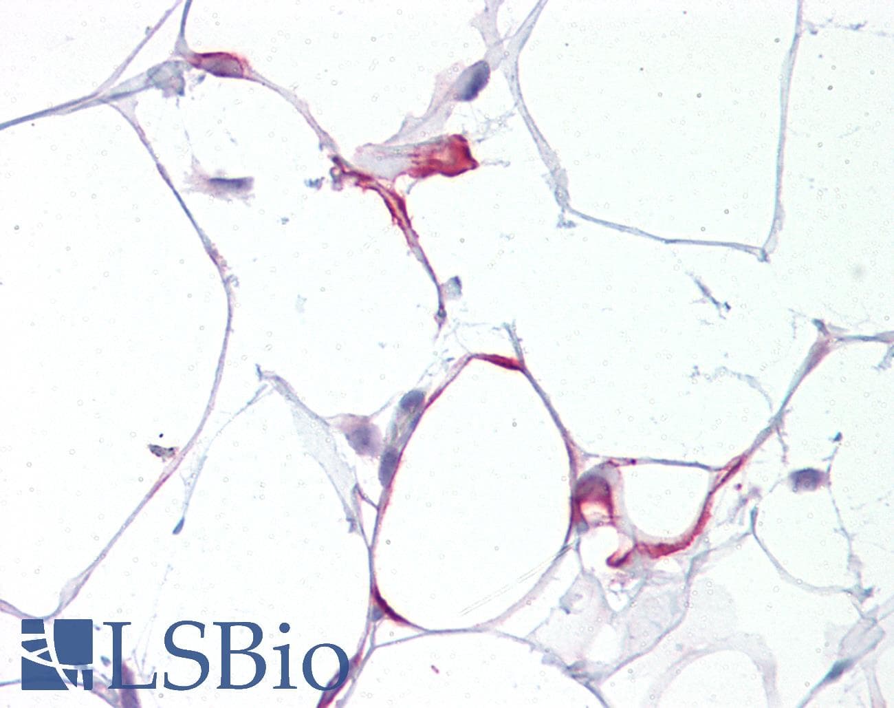 IHC-plus™ CXXC4 Antibody