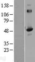 DNPEP Protein (Over-Expression Lysate Myc-DDK (Flag))