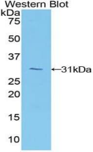 MFNG / Manic Fringe Antibody (aa80-316, PE)