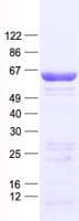 Human CDC6 Protein (Recombinant His, N-Terminal)