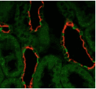 Monoclonal Mouse anti-Rat SCNN1A / ENaC Alpha Antibody (clone 14E10, IF, WB)