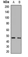 AADAC Antibody