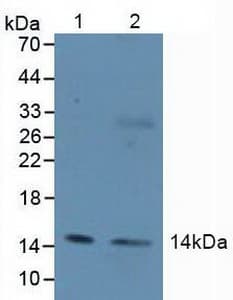 H2AFZ / H2A.z Antibody (aa2-128)