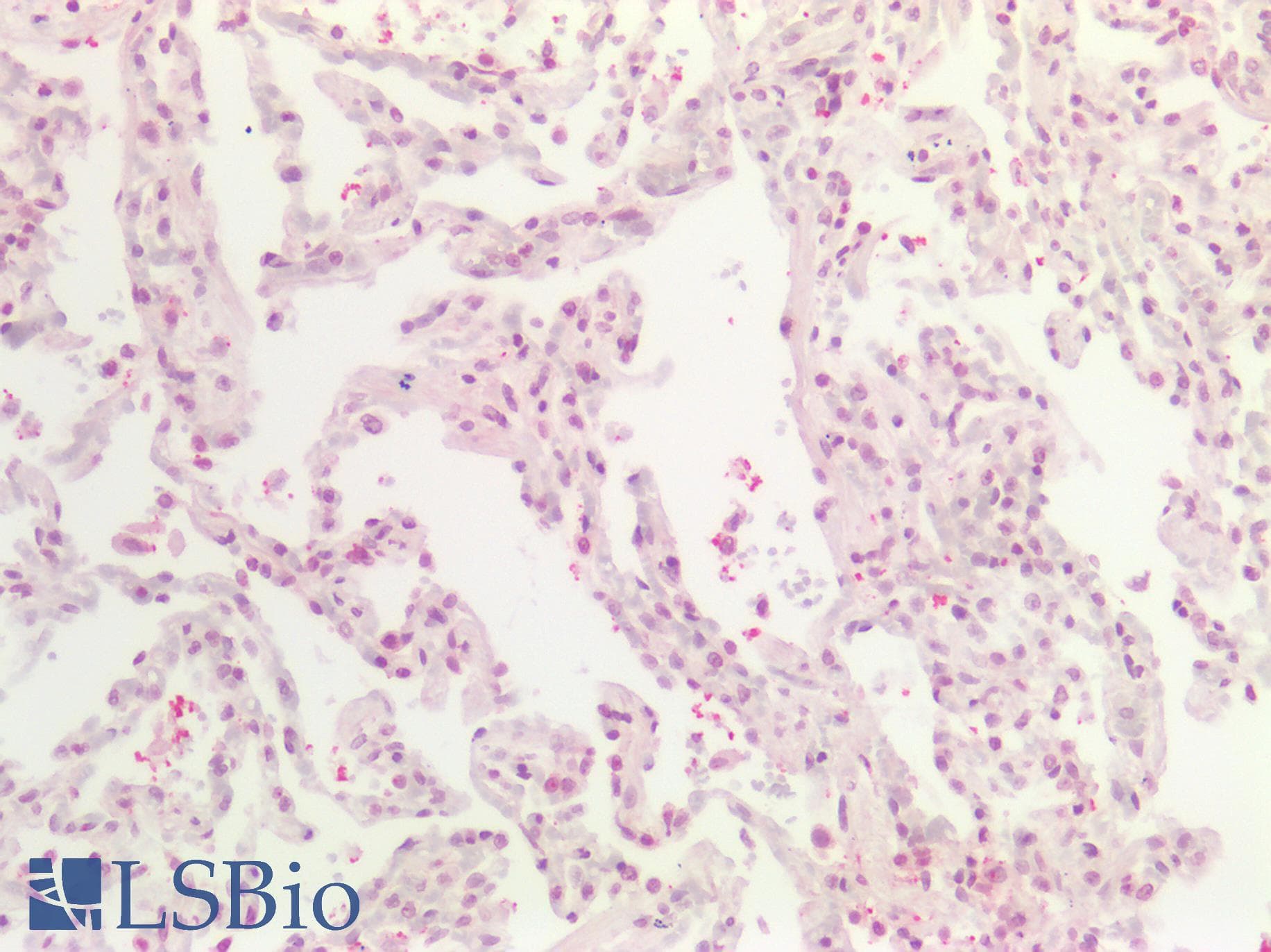 PathPlus™ DNMT / DNMT1 Antibody (aa637-650, clone 60B1220.1)