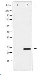 RHOA Antibody