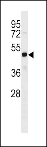 FEZL / FEZF2 Antibody (aa209-237)