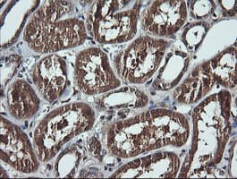 DDX58 / RIG-1 / RIG-I Antibody (clone OTI6C1, Carrier-free)