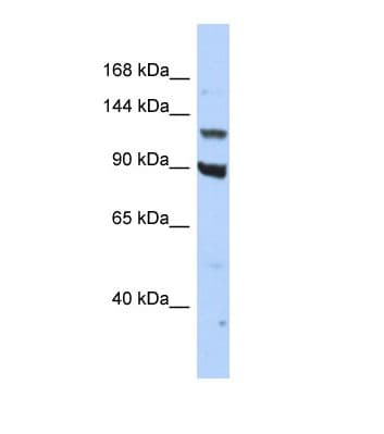 PER3 Antibody (aa655-704)