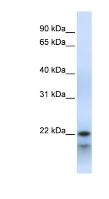 POLR3H Antibody (C-Terminus)