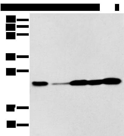 BAG2 Antibody
