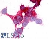 IHC-plus™ ADGRE2 / EMR2 Antibody (N-Terminus)