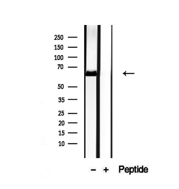 NR1D1 Antibody
