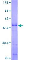 Human AKIRIN2 Protein (Recombinant GST)