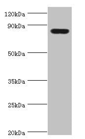 HSD17B4 Antibody (aa437-736)