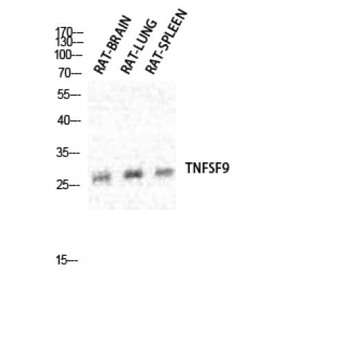 Polyclonal Rabbit anti-Human TNFSF9 / CD137L Antibody (1-80 aa, Internal, IF, WB)