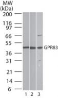 GPR83 Antibody (aa200-250)