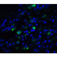 TFF3 / Trefoil Factor 3 Antibody
