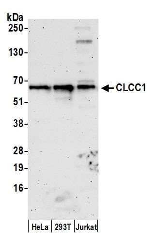 CLCC1 Antibody (aa425-475)