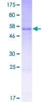 Human TATDN1 Protein (Recombinant GST)