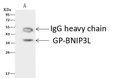 NIX / BNIP3L Antibody (Preservative Free)