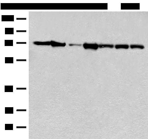 HSPA2 Antibody