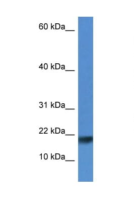 ISCU Antibody (N-Terminus)