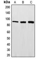EWSR1 / EWS Antibody (Internal)