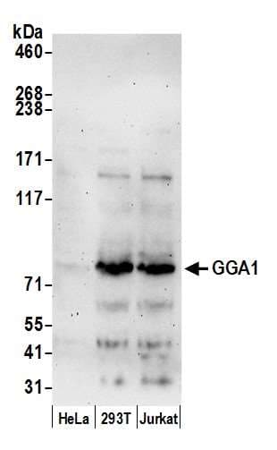 GGA1 Antibody (aa425-475)