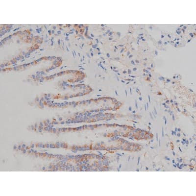 Polyclonal Rabbit anti-Human HSP90AB1 / HSP90 Alpha B1 Antibody (phospho-Ser254, IHC, IF, WB)