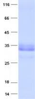 Human GPN2 Protein (Recombinant His, N-Terminal)