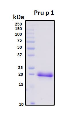 Prunus persica Pru p 1 Protein (Recombinant His, N-Terminal)