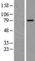 RHPN2 Protein (Over-Expression Lysate Myc-DDK (Flag))