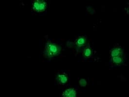 Monoclonal Mouse anti-Human NHEJ1 / XLF Antibody (clone OTI1G5, IF, WB)