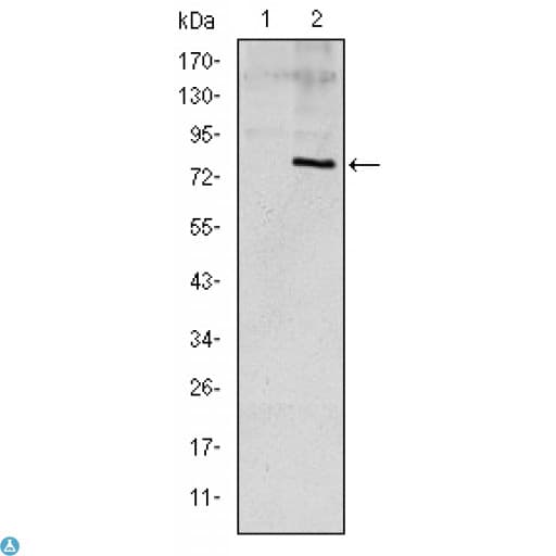 Monoclonal Mouse anti-Human APOE / Apolipoprotein E Antibody (IHC, WB)