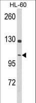 DNM3 / Dynamin 3 Antibody (aa557-584)