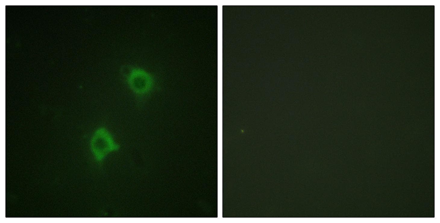 STX1A / Syntaxin 1A Antibody (p14)