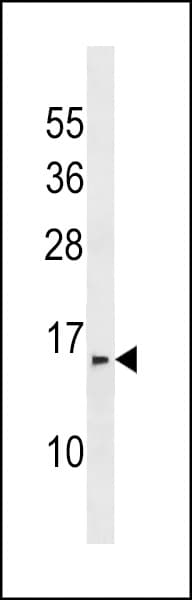 INAFM1 / PRR24 Antibody (aa102-128)