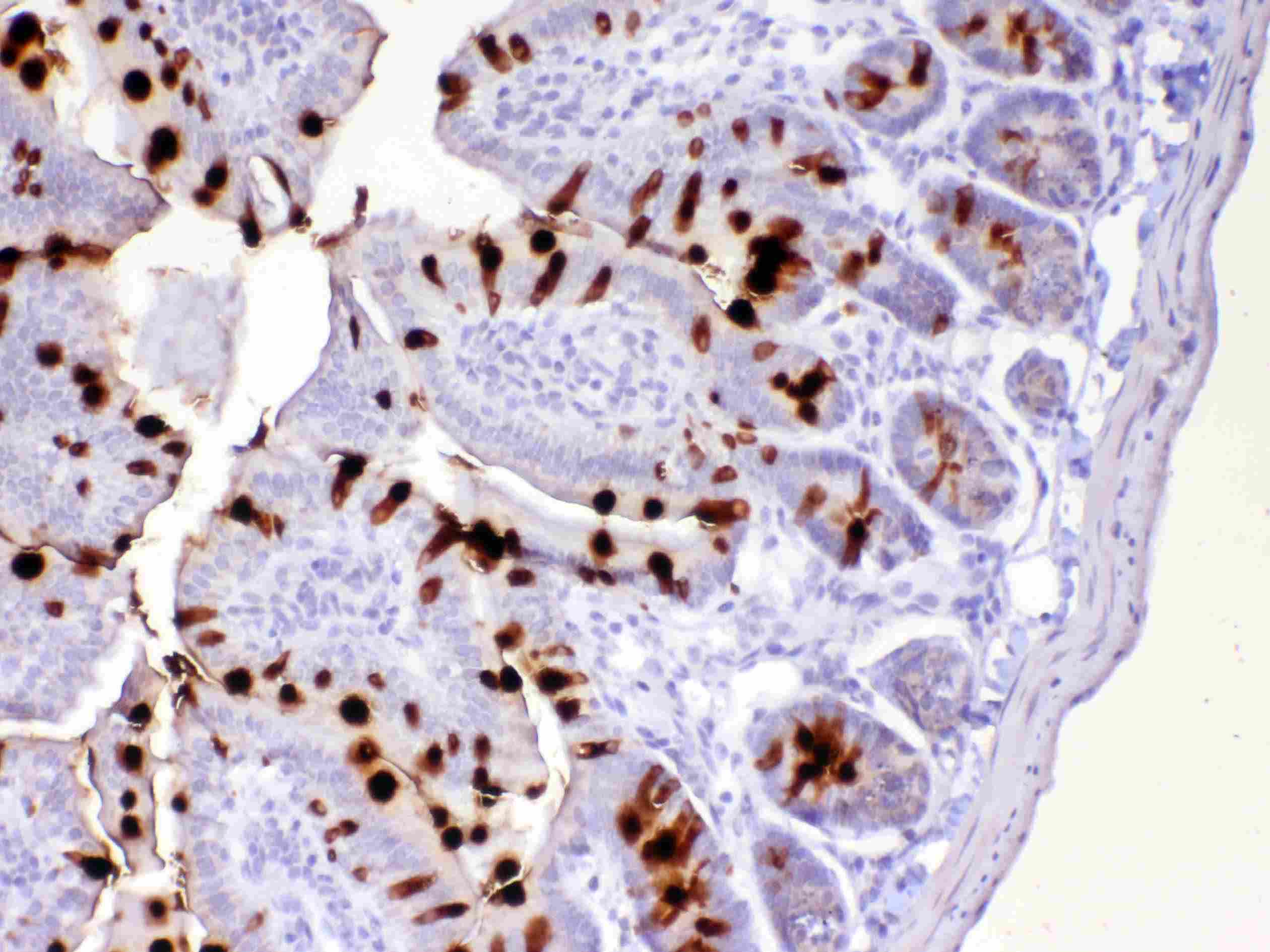 TFF3 / Trefoil Factor 3 Antibody