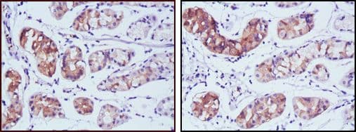 PGA5 / Pepsin A Antibody (clone 2C1)