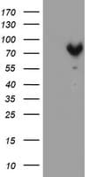 MPP5 Antibody (clone OTI5E10, Carrier-free)