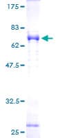 Human NDE1 Protein (Recombinant GST)
