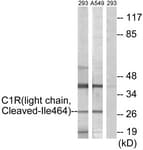 IHC-plus™ Polyclonal Rabbit anti-Human Complement C1R Antibody (aa445-494, IHC, WB)