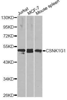 CSNK1G1 / CKI-Gamma 1 Antibody