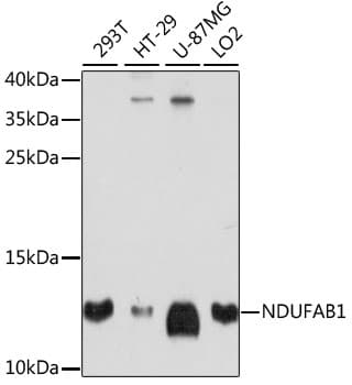 NDUFAB1 / ACP Antibody
