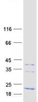 Human FXYD1 / Phospholemman Protein (Recombinant Myc-DDK (Flag))