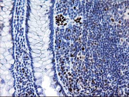 Monoclonal Mouse anti-Human MRPS27 Antibody (clone OTI3B9, IHC, WB)